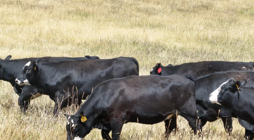83 Head Of black & black baldy Bred Heifers